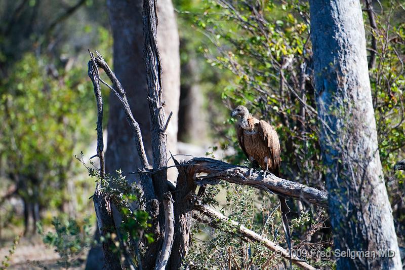 20090617_170512 D300 X1.jpg - Vultures, Selinda Spillway, Botswana